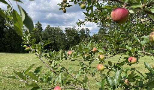 Fruit Tree