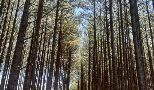 Walk in the pines