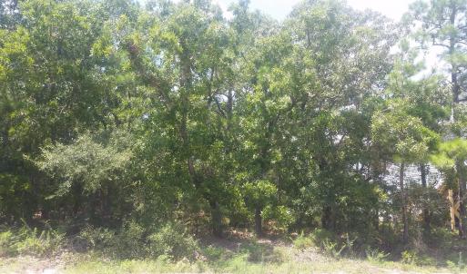 Vacant Wooded Lot