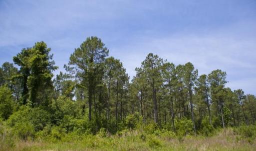 Wilson-County-5