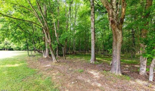 Rear Woods