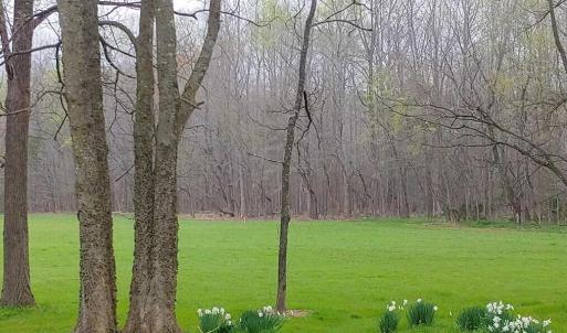 Flowers & Grass