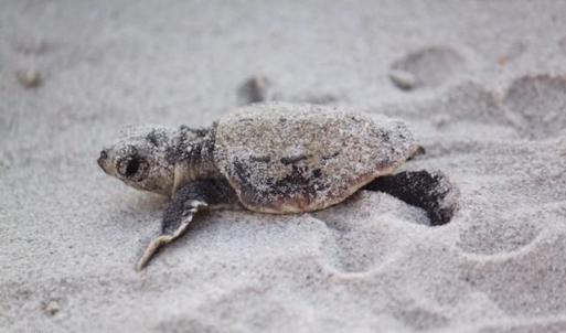 Sea Turtle Hatchling on Area Beach