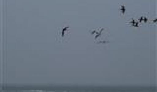 HBWest peligan in flight over ocean