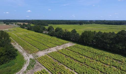 Photo #13 of SOLD property in 1011 Fletcher Road, Rowland, NC 130.0 acres