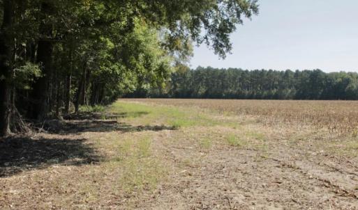 Photo #39 of SOLD property in 147 Quitsna Road, Windsor, NC 31.0 acres