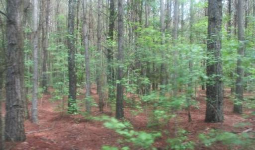 Wooded