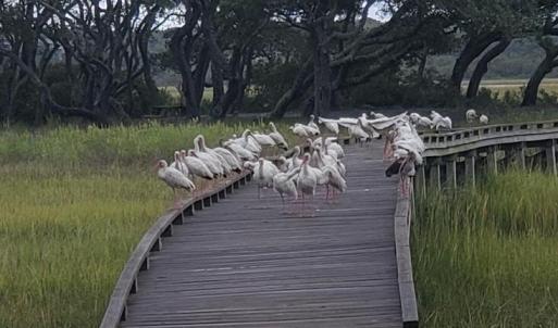 Wildlife