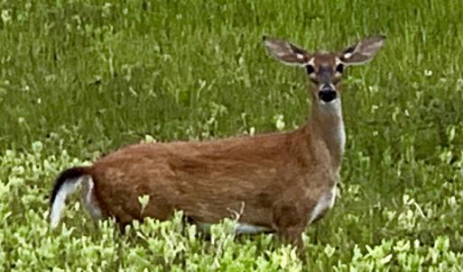OC Wildlife