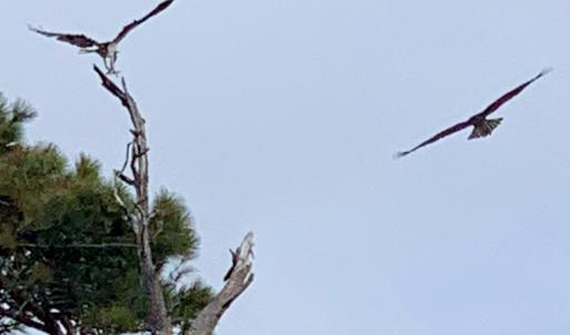 OC Local Eagles