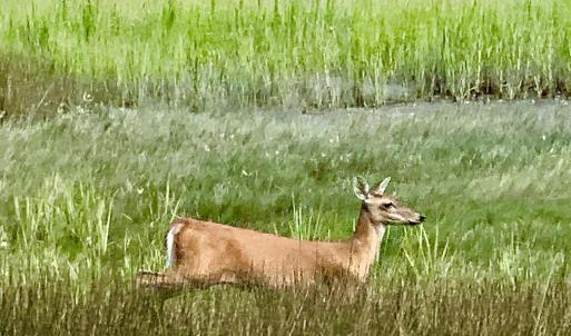 OC Wildlife
