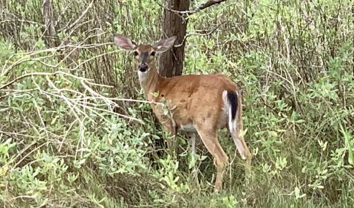 OC Wildlife