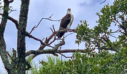 OC WIldlife