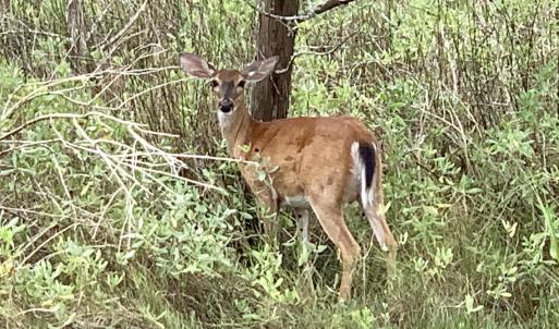 OC Wildlife