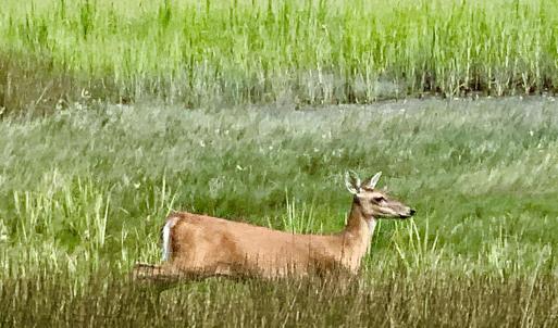 OC Wildlife