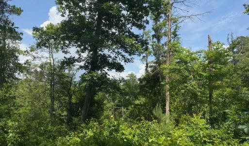 Creek View