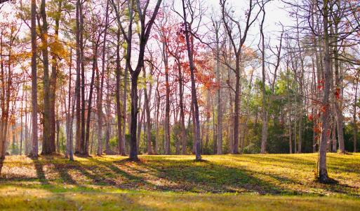 Lot-Tree line 1