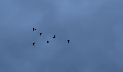 IMG_4998