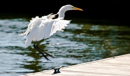 BIRDING