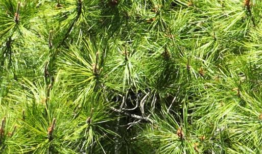 DJI_20230502095352_0015_V