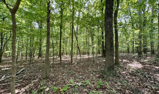 Myrtle Ln - Woodland