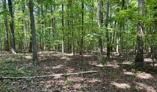 Turner End Dr. - Forest
