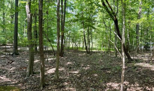 Turner End Drive - Understory