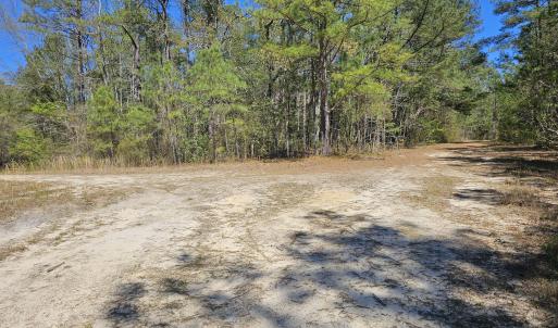 353 Indian Pipe - Lot picture