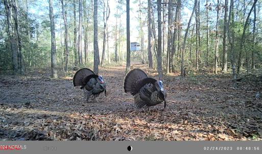 Wild Turkeys