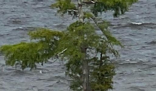 OCCANO - EAGLE IN TREE