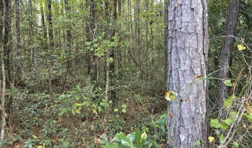 inside tree line