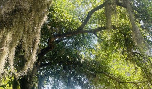 Bald Head Island