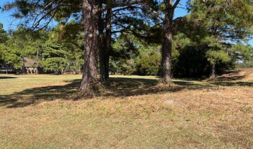 Mature trees
