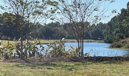 Pond view