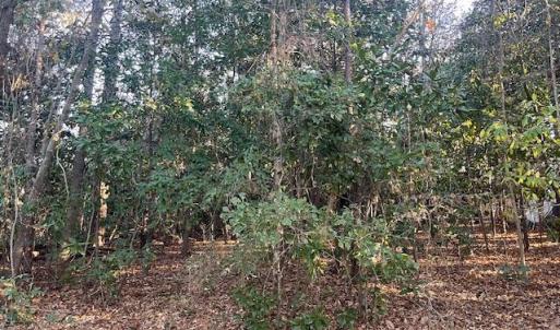 Back of Lot
