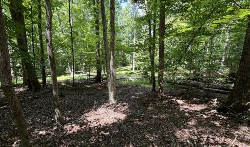 woods sunshine