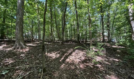 woods