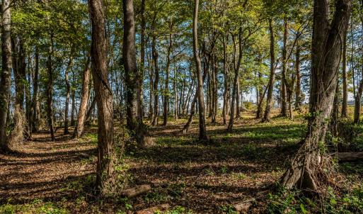 Underbrush cleared out