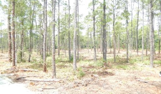 Photo #14 of 372 Greenview Ranches, Wilmington, NC 37.8 acres