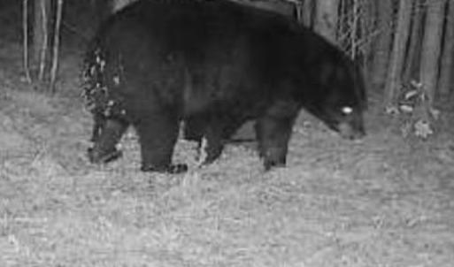 Bear