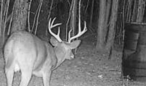 Deer