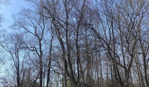 0 Oak Forest, Four Oaks- Pic 2