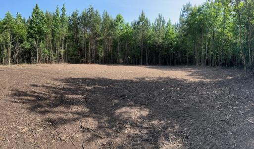Lot 7 Clearing