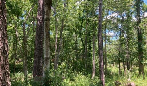 hughesroadlotwooded3