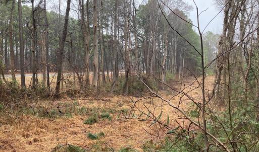 powerline cut pic