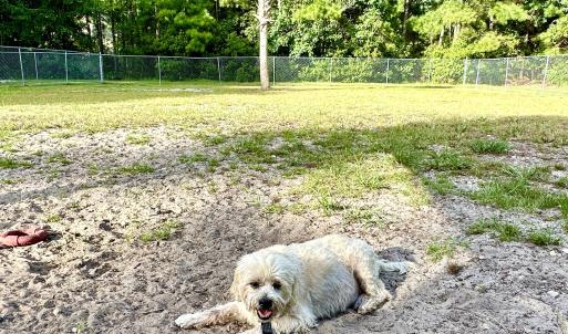 Dog Park