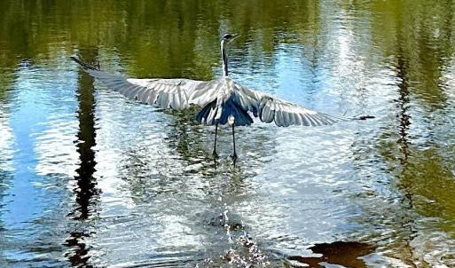 Wildlife at Fairfield Harbour