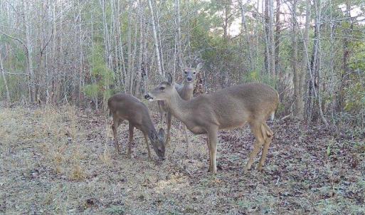 Deer