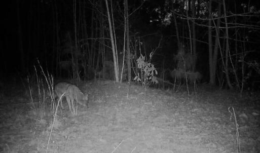 coyote