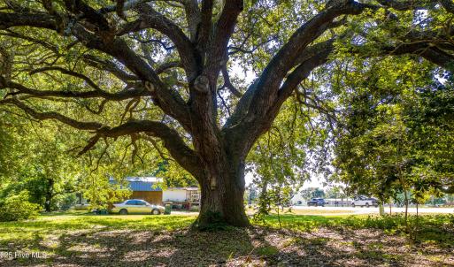 Beautiful Oaks